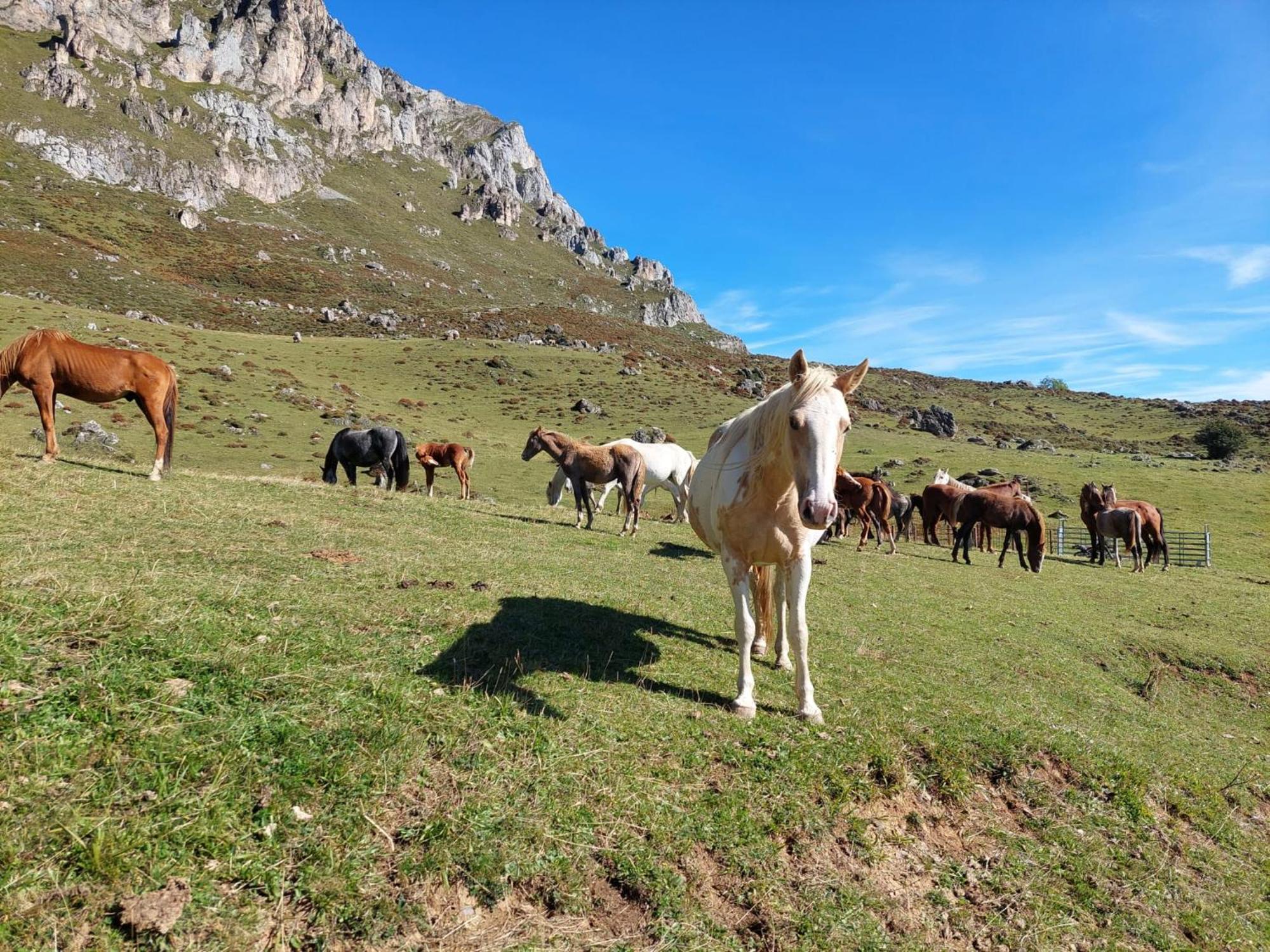 Hosteria Picos De Europa Potes Exterior foto